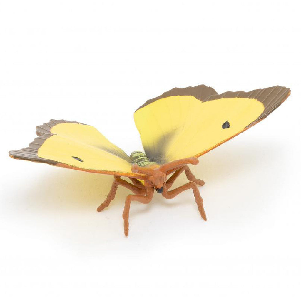 PAPO - CLOUDED YELLOW BUTTERFLY