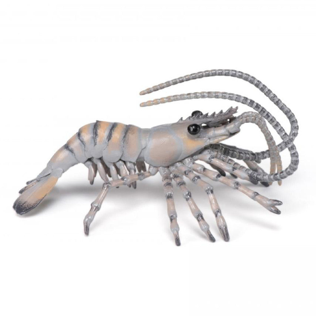 PAPO - SHRIMP