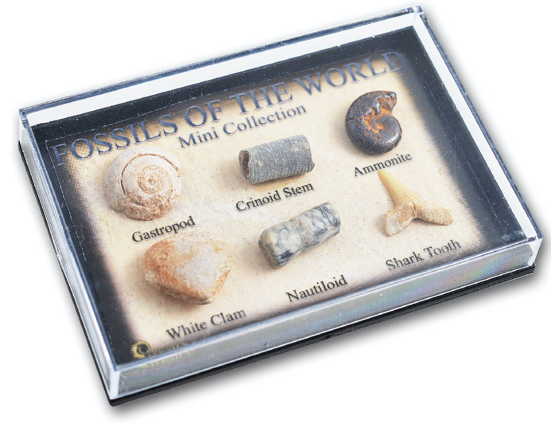 FOSSILS - MINI FOSSIL GIFT BOX