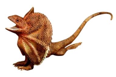 LARGE ANIMAL REPLICA - FRILLED LIZARD
