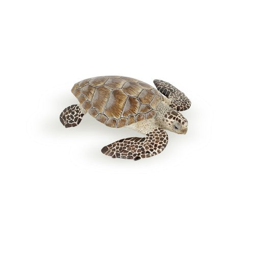 PAPO - LOGGERHEAD TURTLE 