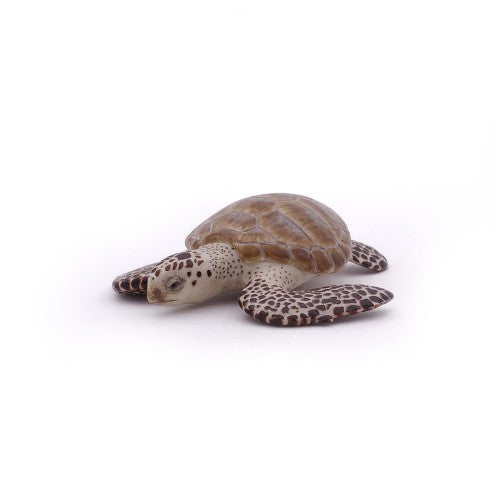 PAPO - LOGGERHEAD TURTLE 