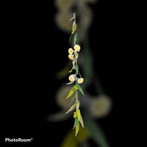 NIBBANAH - PAPER FLOWER EUCALYPT LIGHT