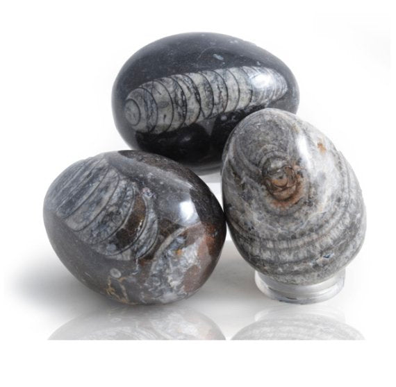TUMBLED GEMSTONES - NAUTILOID EGGS