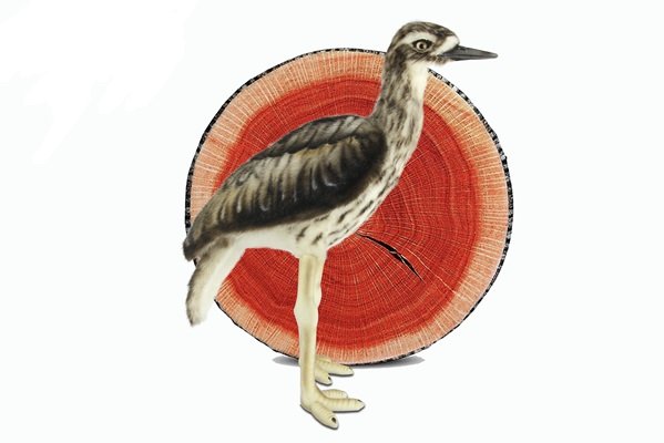 HANSA - PLUSH ANIMAL: BUSH STONE CURLEW 42CM