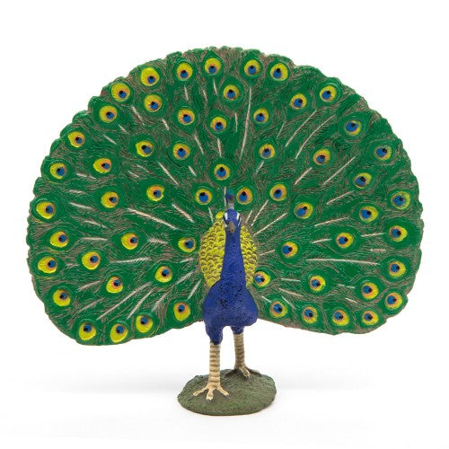 PAPO - PEACOCK 