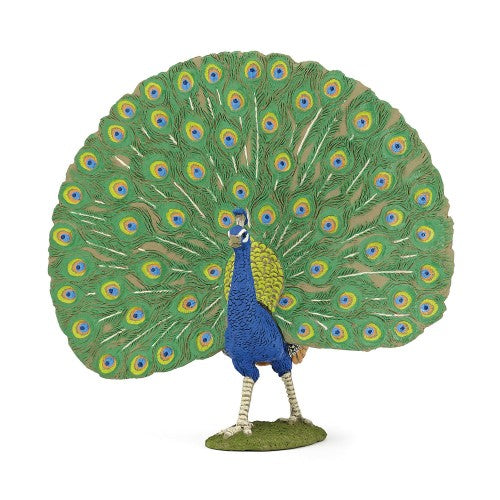 PAPO - PEACOCK 