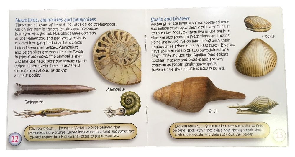 FOSSILS - THE STUDY OF FOSSILS BOOKLET