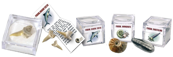 FOSSILS - MAGNIFIED FOSSILS BOX