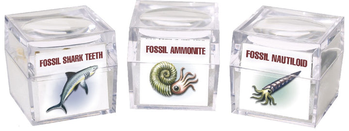 FOSSILS - MAGNIFIED FOSSILS BOX