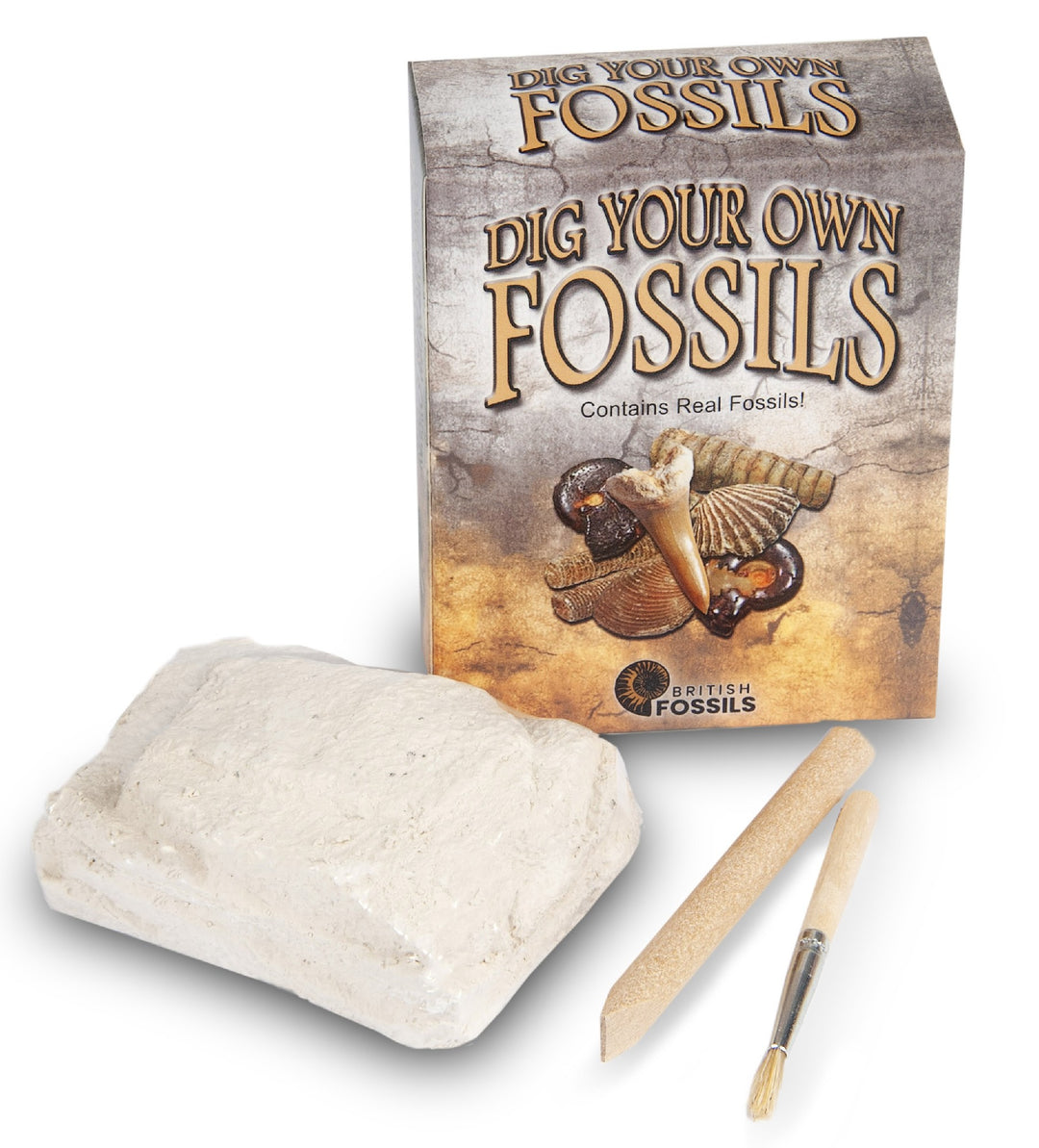 BRITISH FOSSILS - DIG YOUR OWN FOSSILS