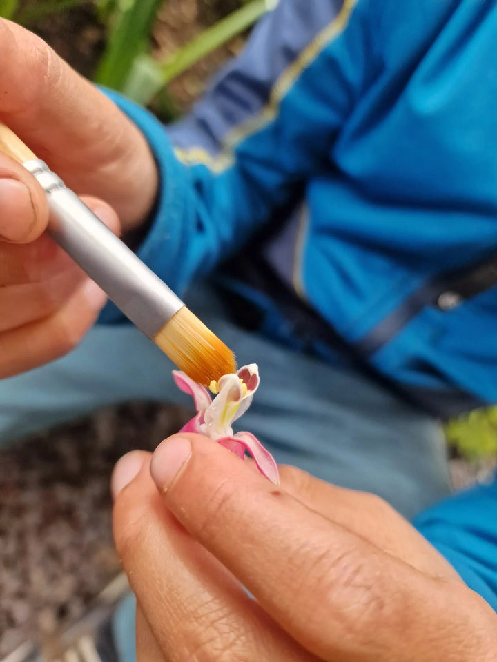 DR ZIGS - BUBBLING POLLINATOR KIT