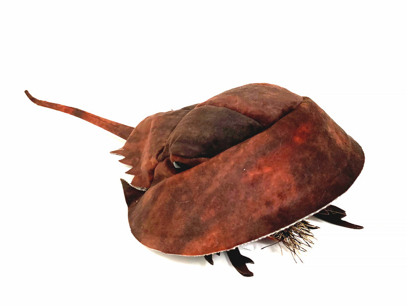 FOLKMANIS - HAND PUPPET: HORSESHOE CRAB