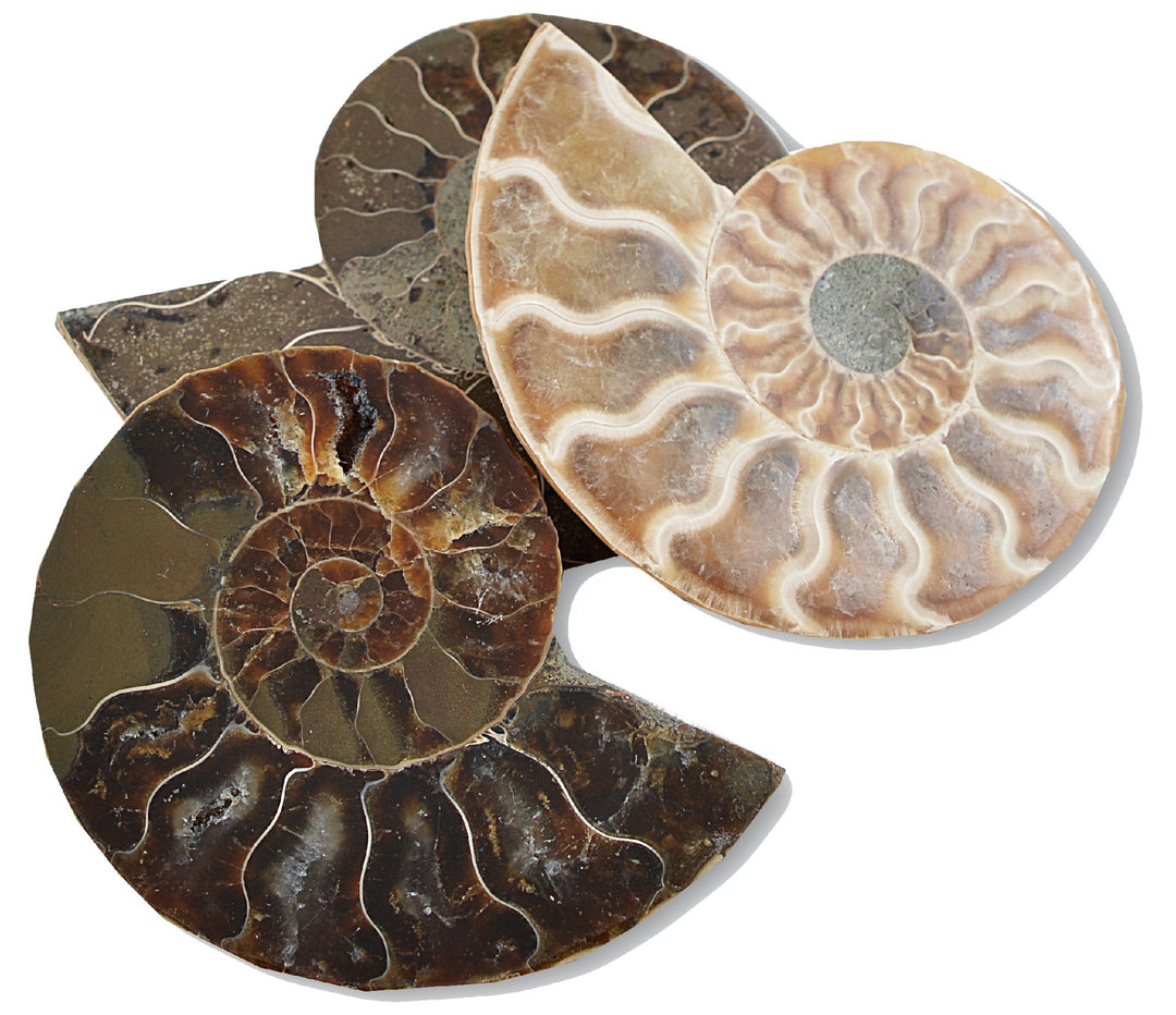 BRITISH FOSSILS - CUT & POLISHED AMMONITES