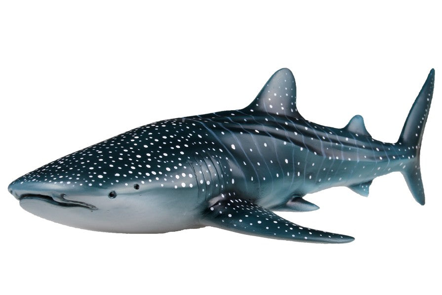 RECUR - WHALE SHARK