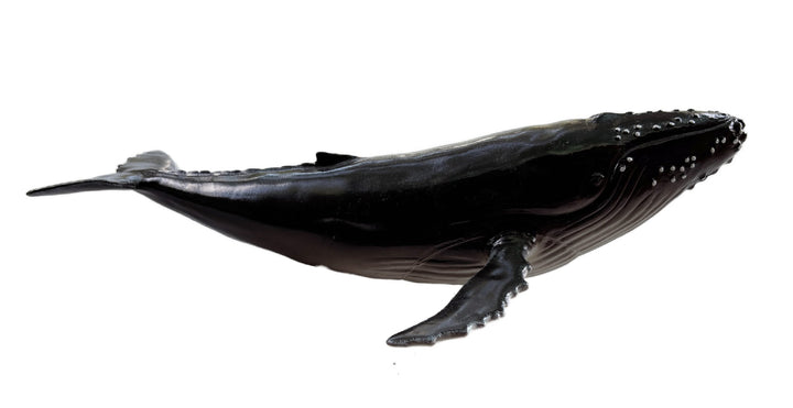 RECUR - HUMPBACK WHALE