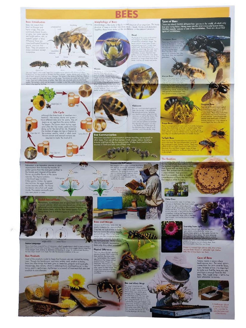 WORLD OF DISCOVERY - BEES BOXED SET
